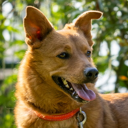 Hundefotografie